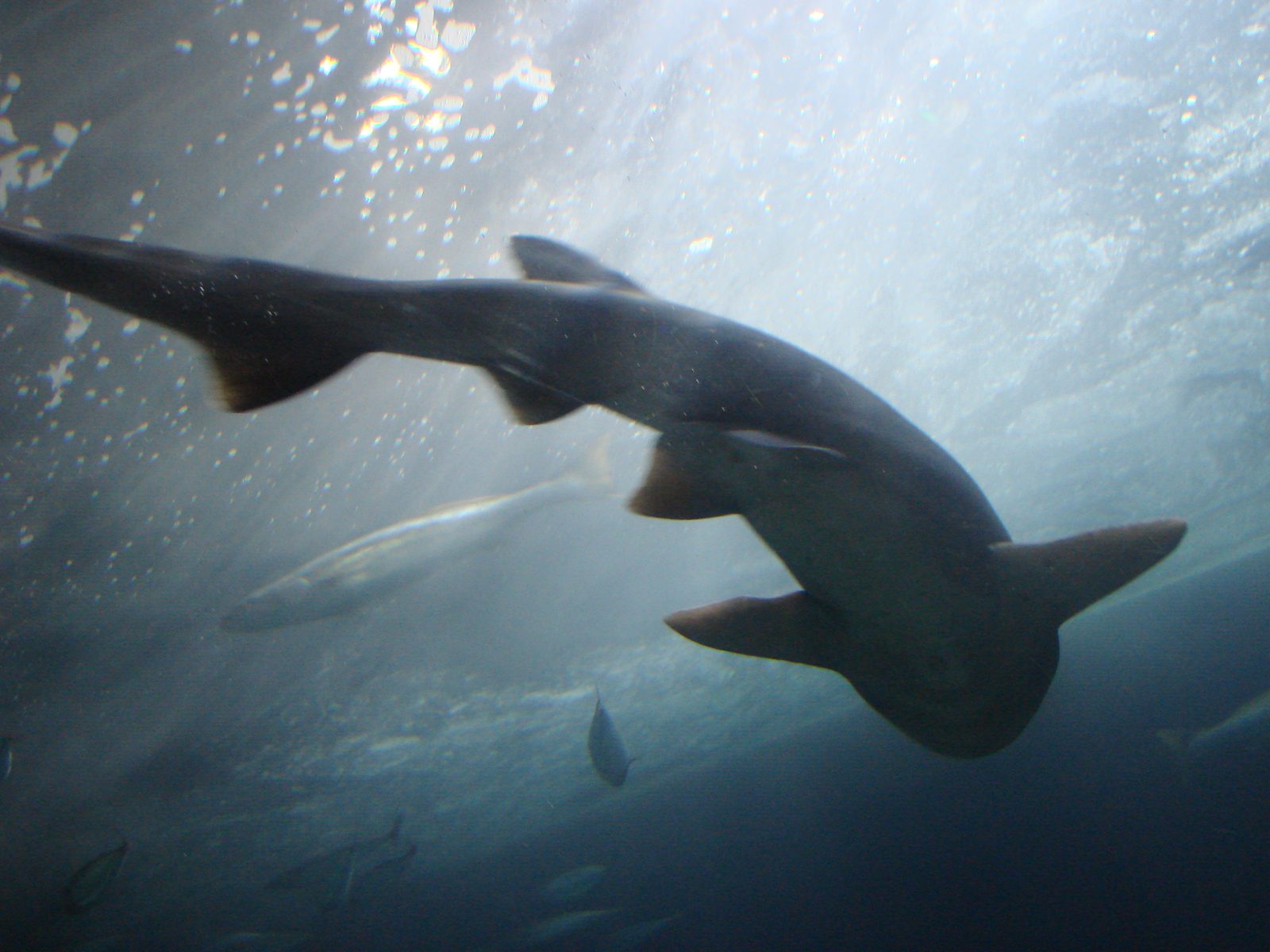 A leopard shark circling overhead in the tunnel tank