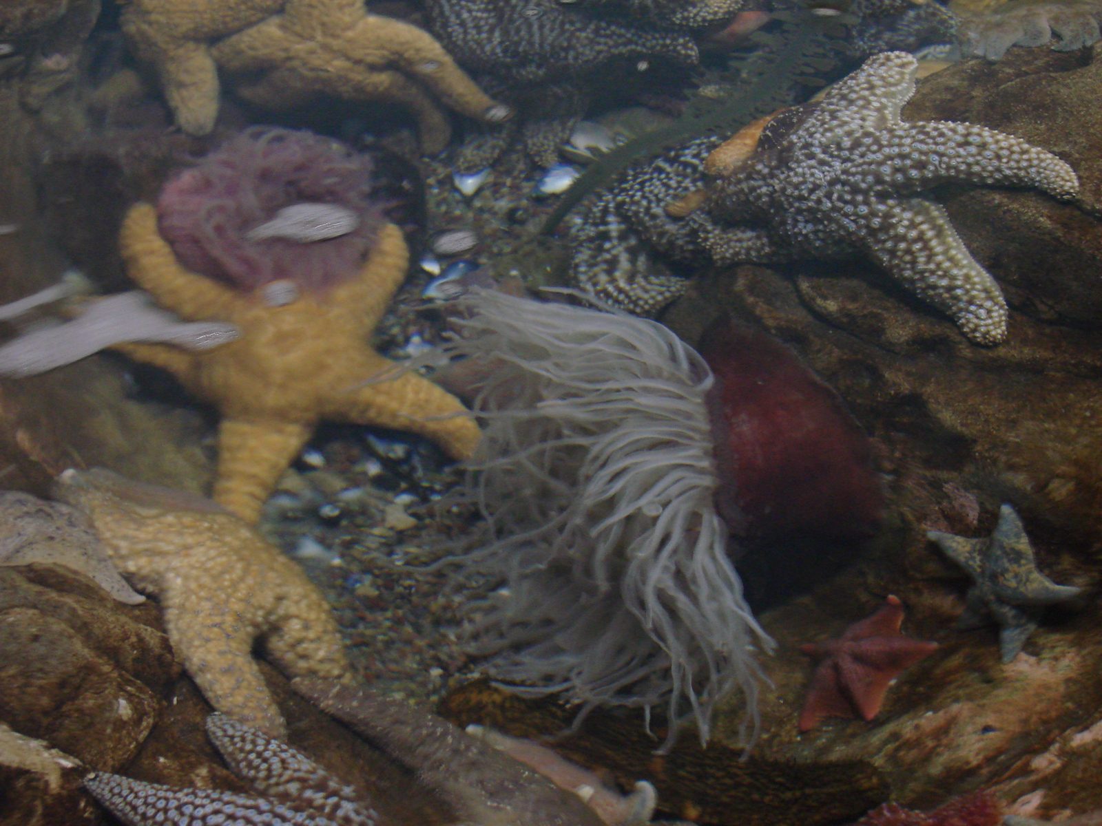 Starfish and anemones in the touch tank