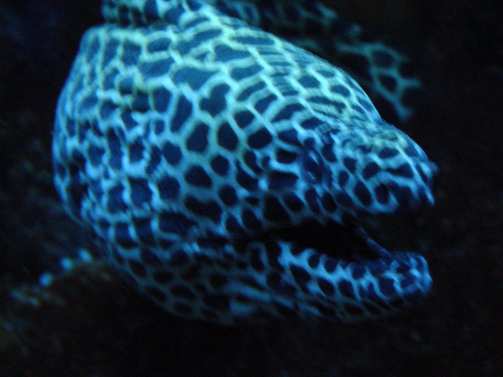 A moray eel at the Academy of Sciences
