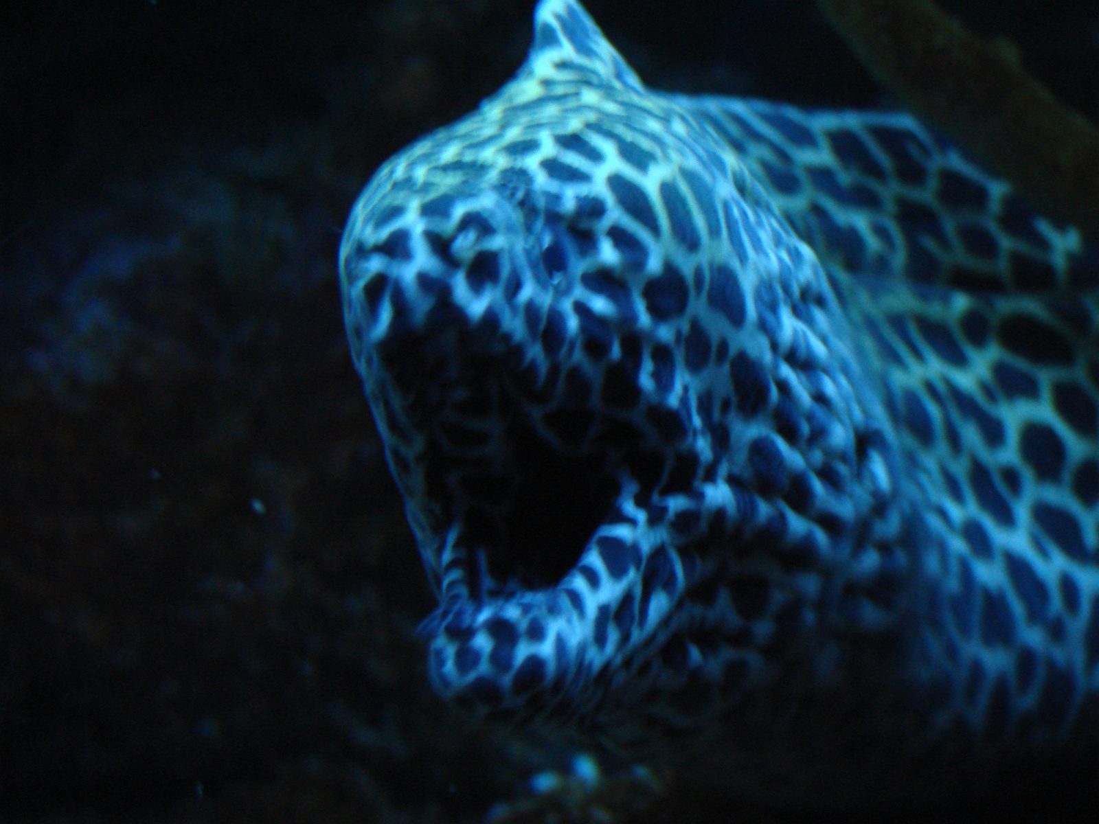 A moray eel pressed against the glass