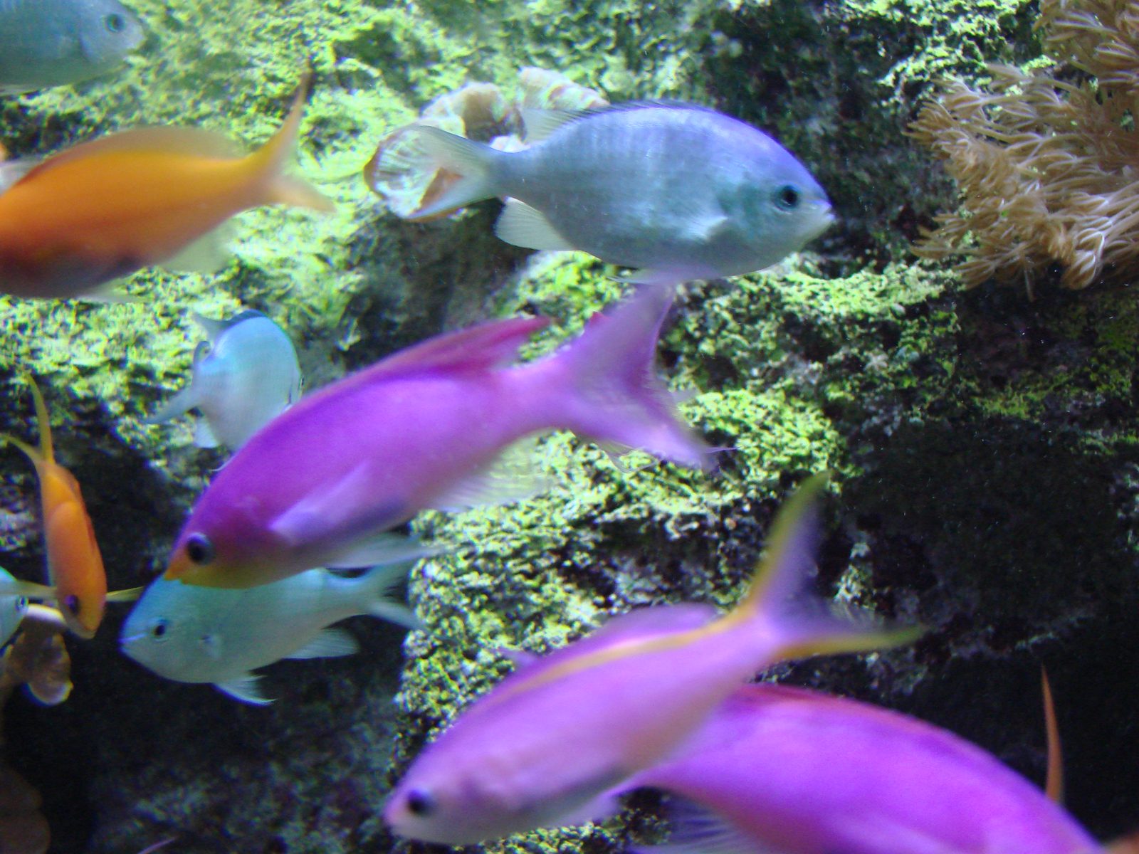 Small reef fish, orange and purple, in the tank