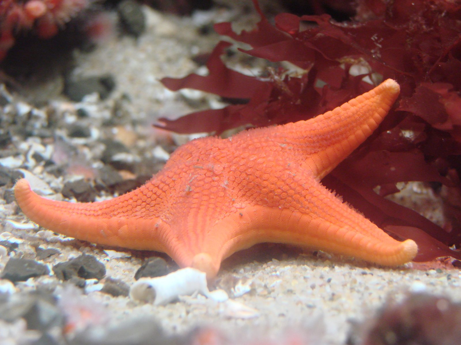 A sea star in the tide pool tank