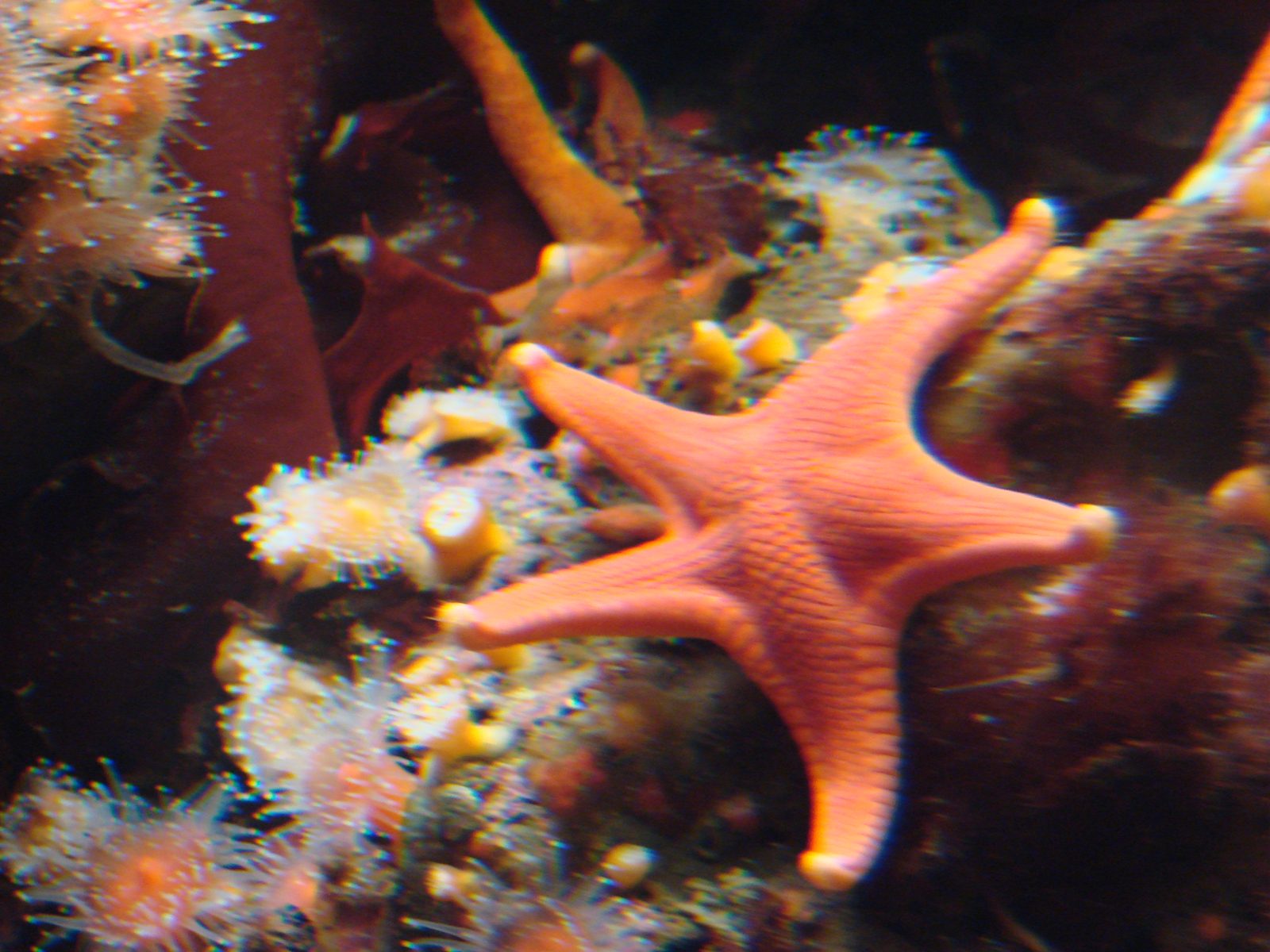 An orange sea star clinging to the rock