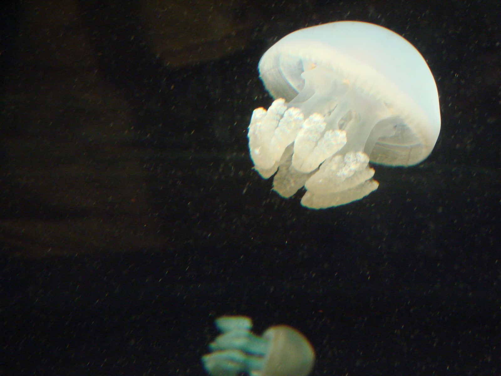 Jellyfish drifting past at the aquarium