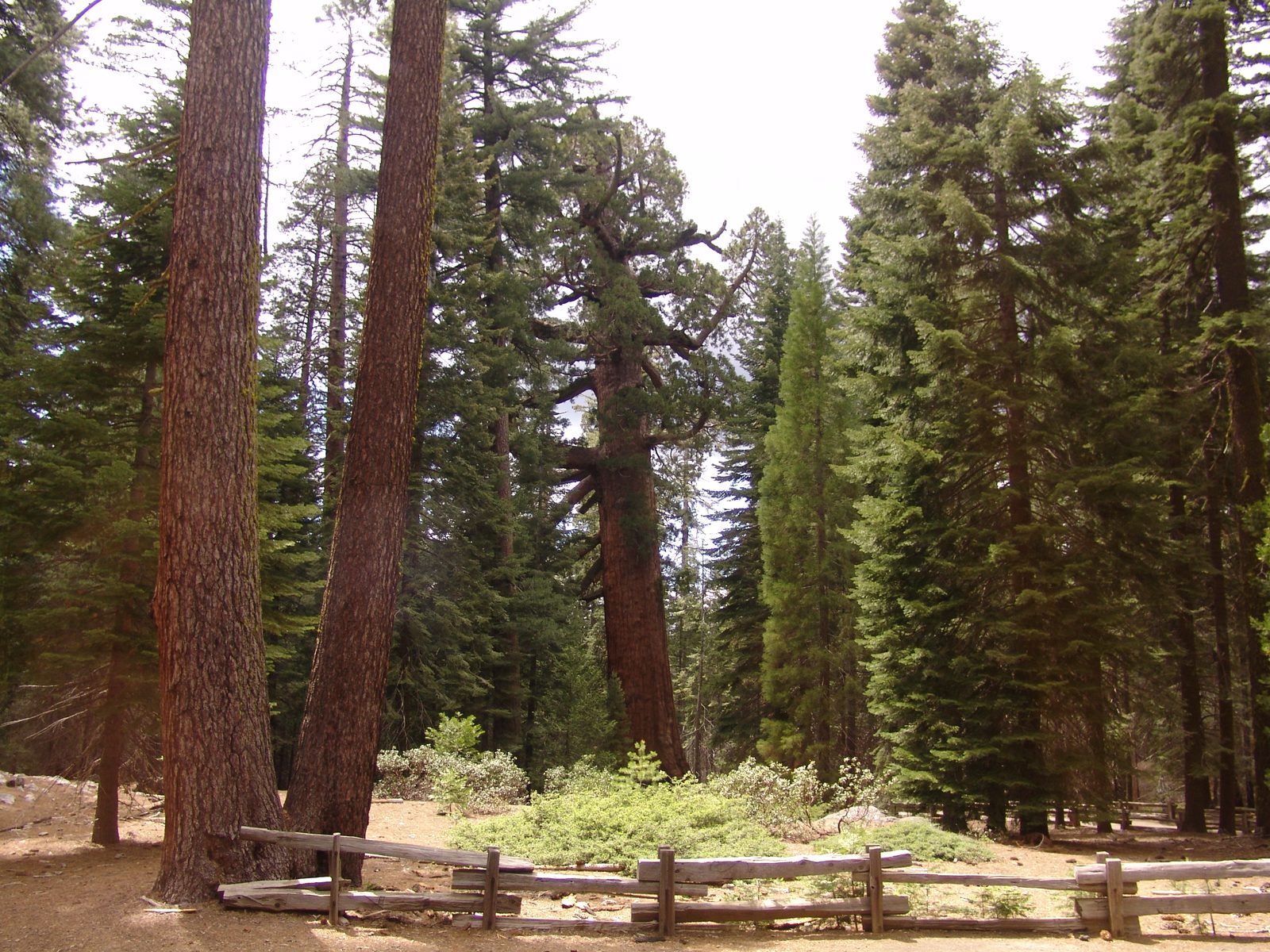 Walking in among the giant sequoias of Mariposa Grove