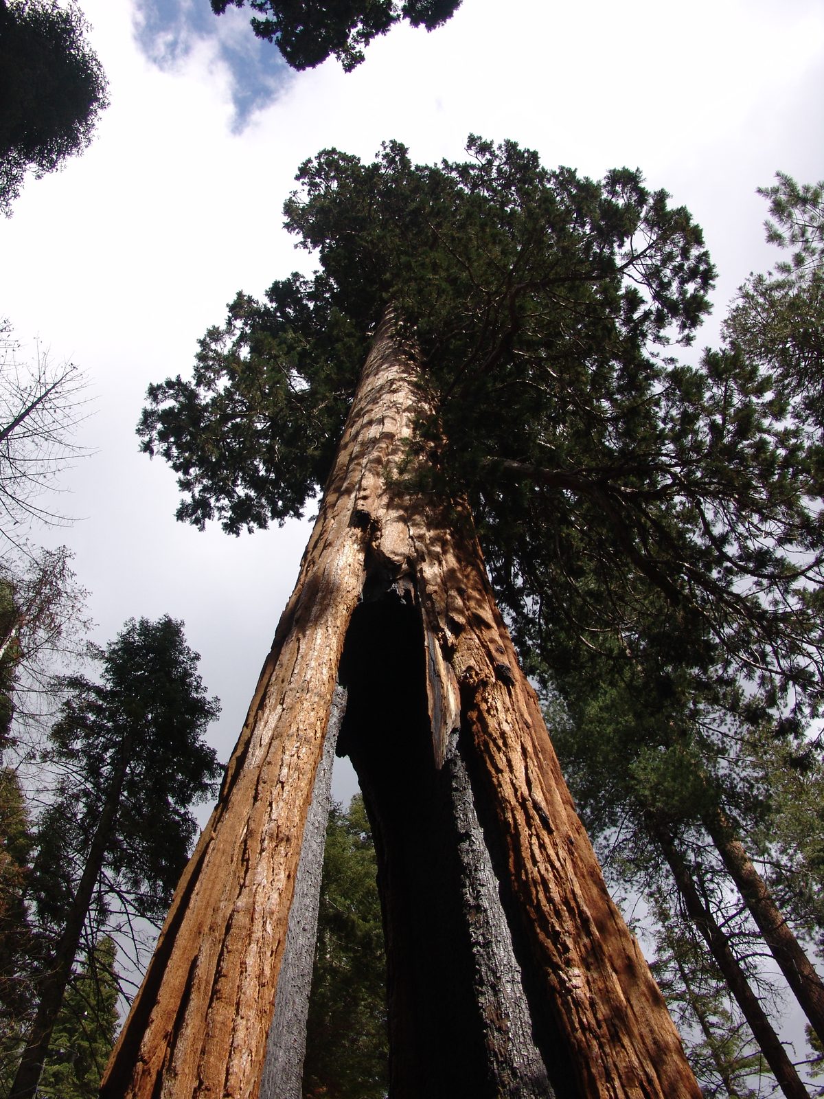 The Clothespin Tree in Mariposa Grove