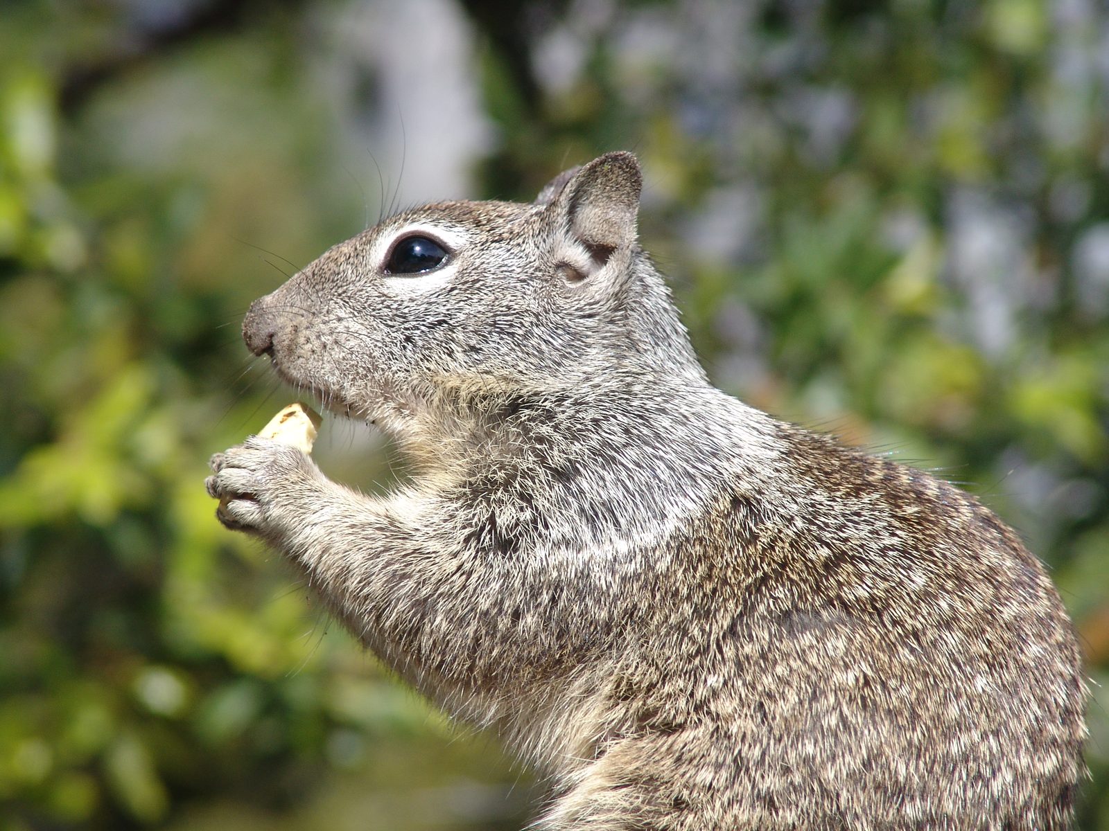 A very tame ground squirrel on our mule ride