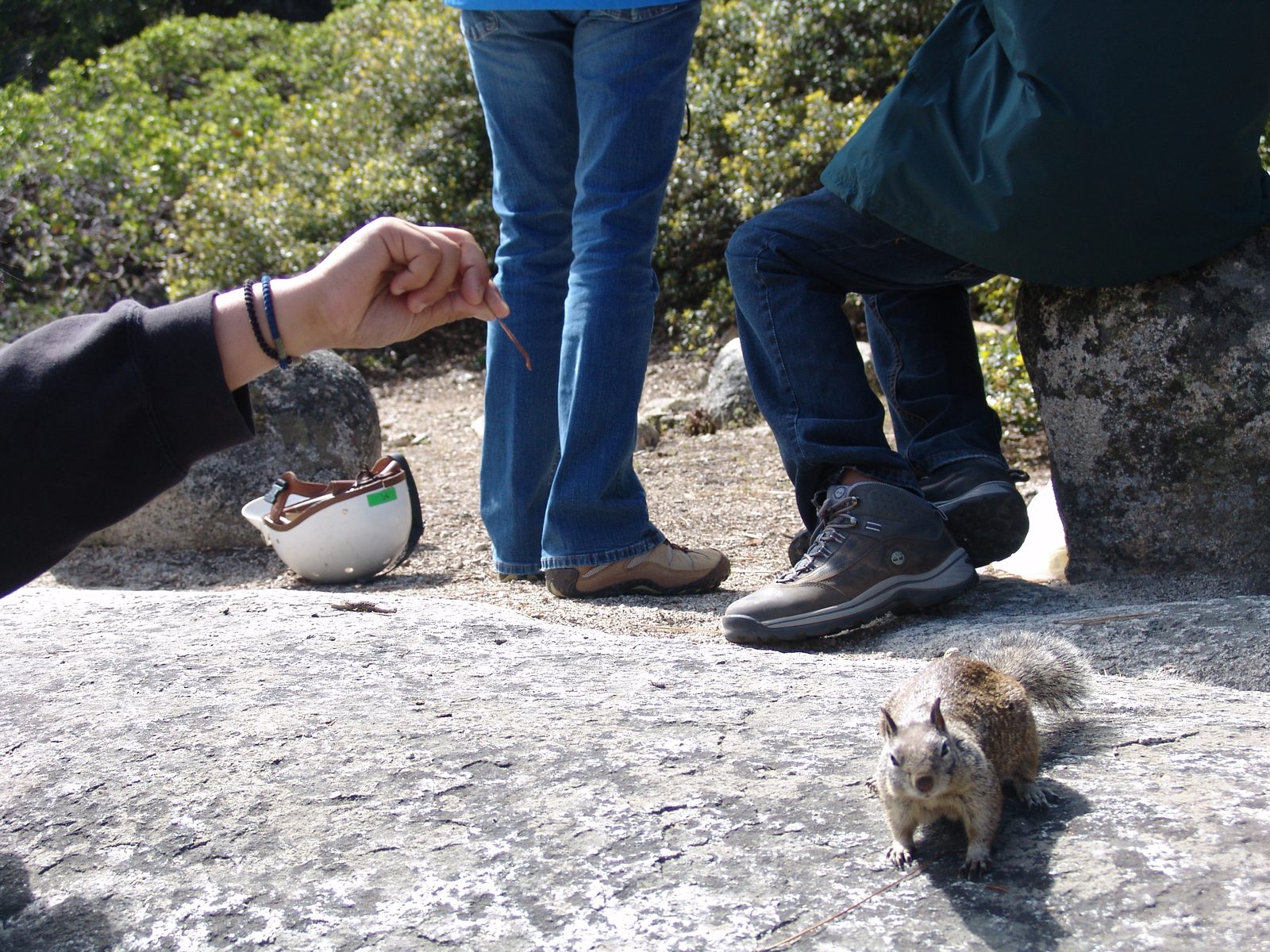 Feeding a ground squirrel by hand at the rest stop