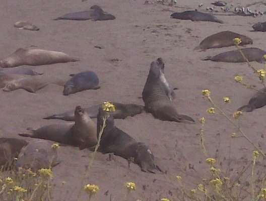 First sight of the elephant seal rookery