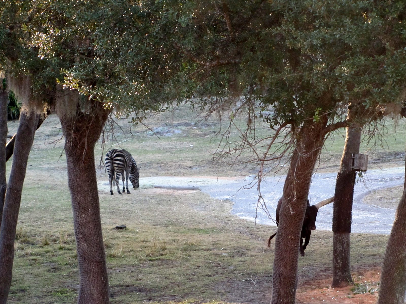 Zebra out on the savanna
