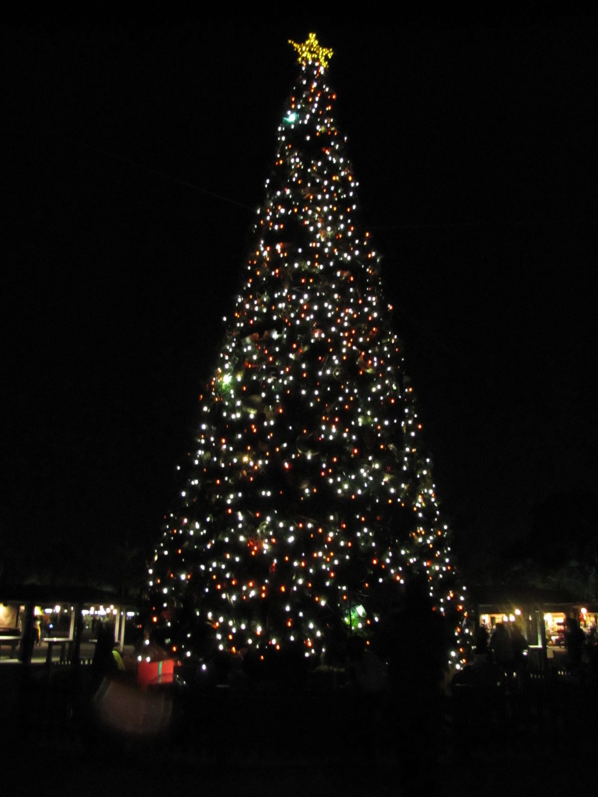 The park's Christmas tree at night