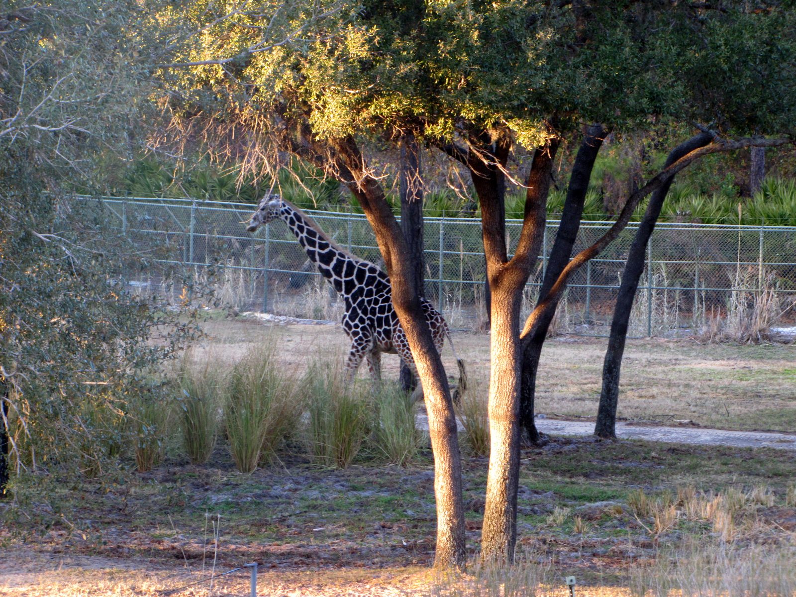 A giraffe on the savanna