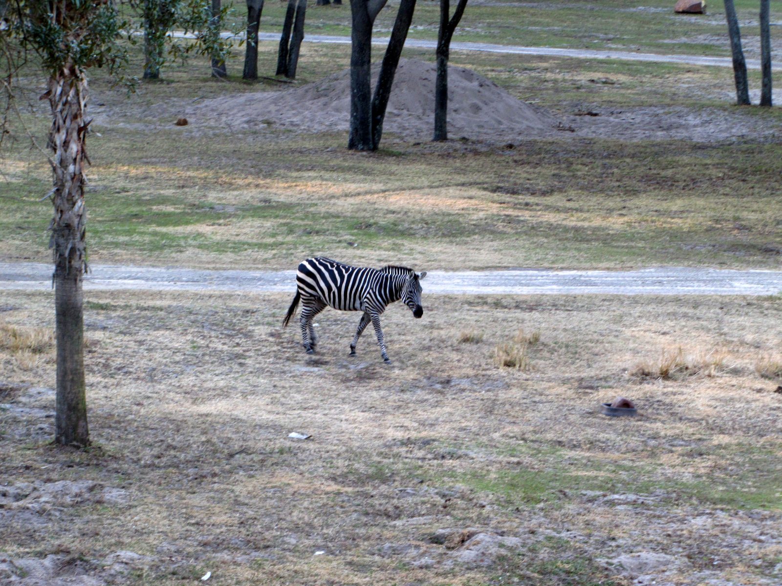 A zebra outside our balcony at Animal Kingdom Lodge