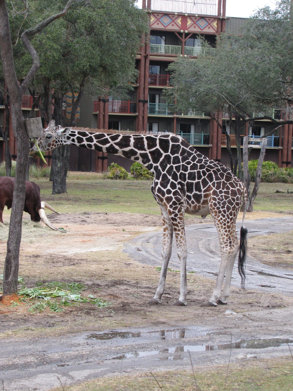 A giraffe on the savanna below our balcony