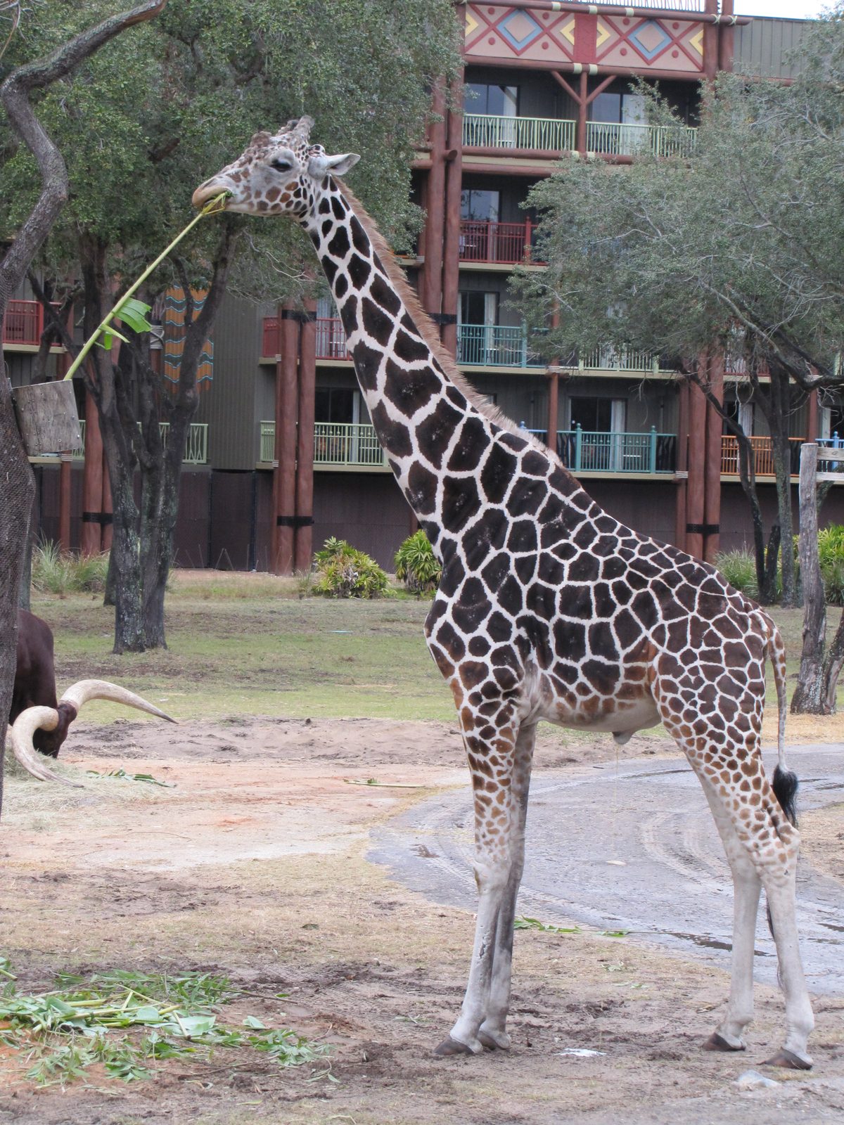 A giraffe eating from a branch by the lodge
