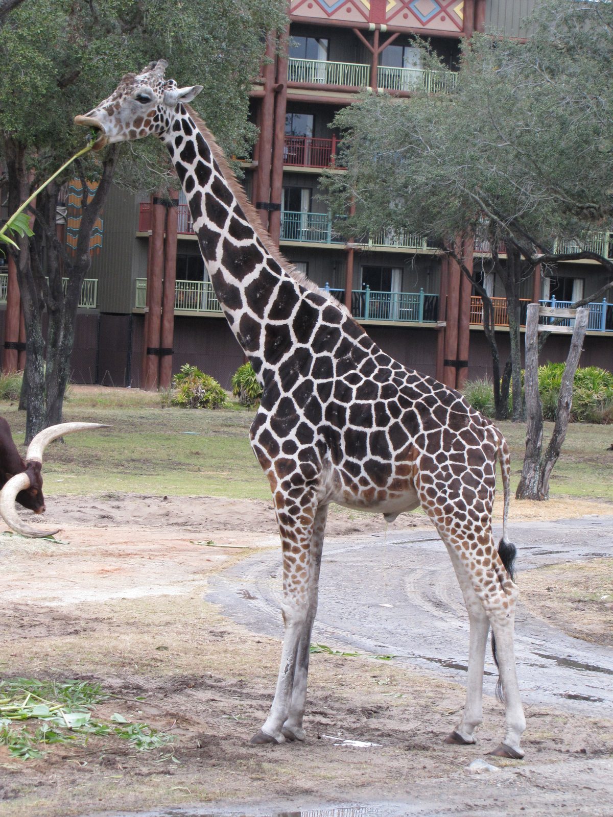 Giraffe feeding time at Animal Kingdom Lodge