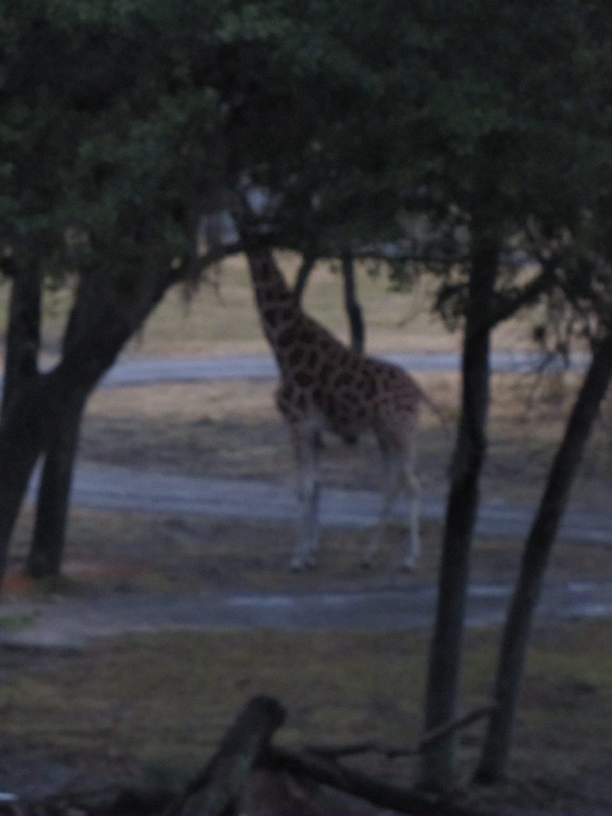 One last look at a giraffe