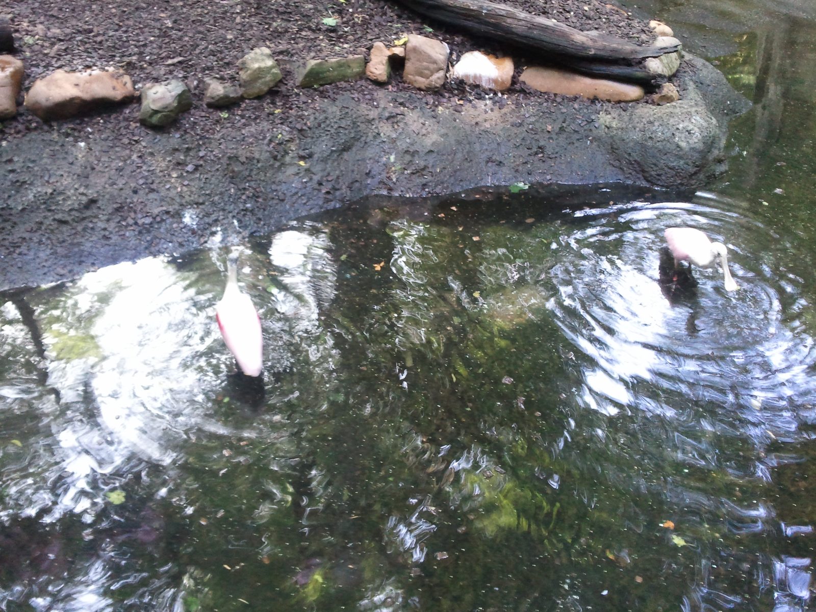Birds in the pond at the zoo