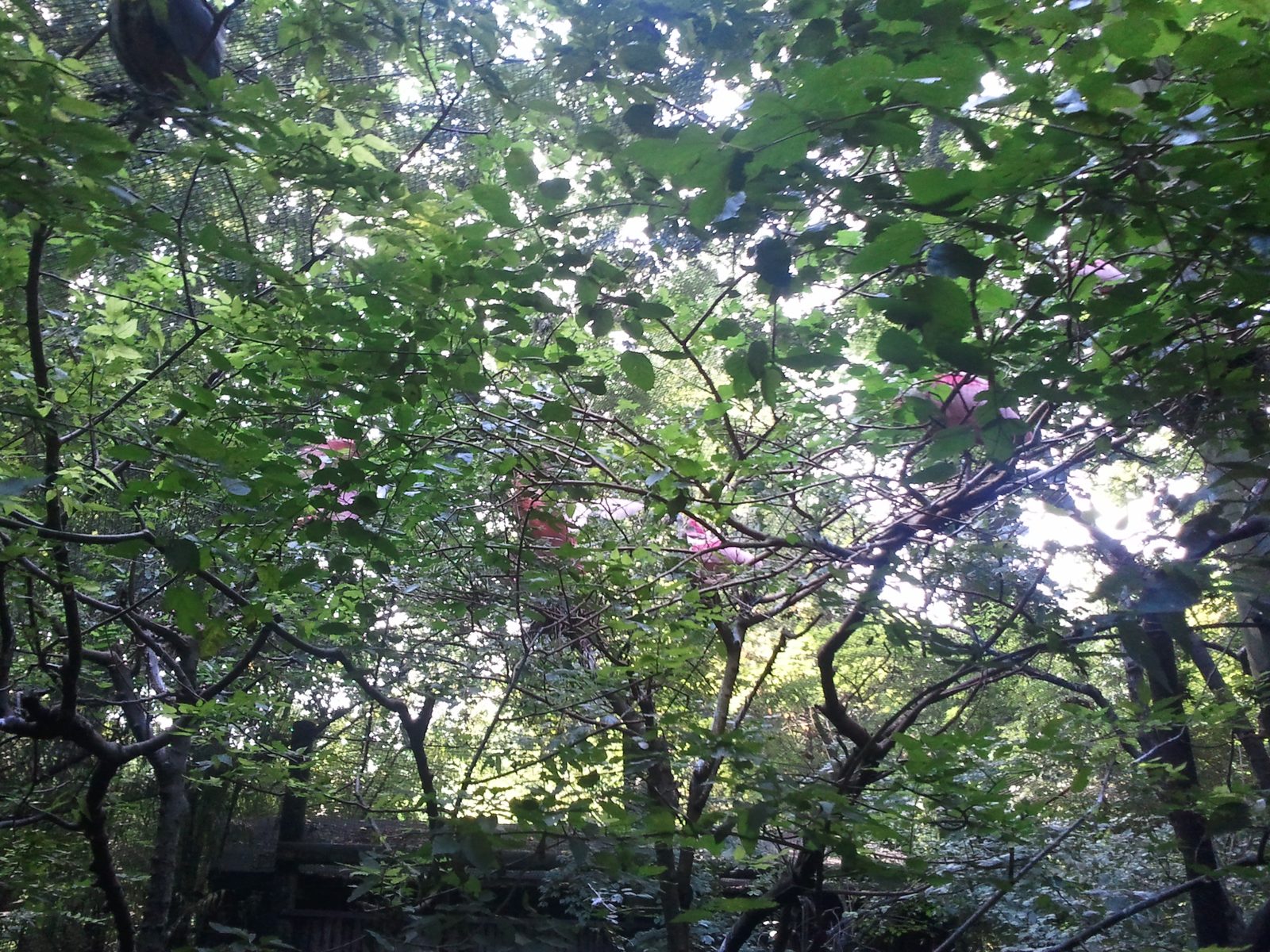 Sunlight through the trees at the zoo