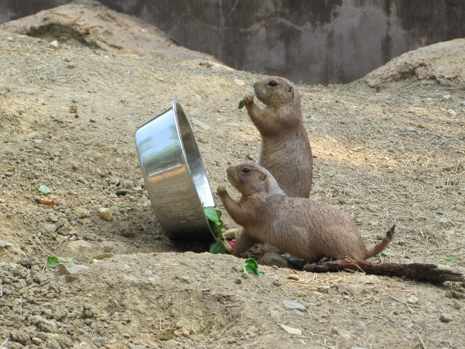 Prairie dogs sharing a snack