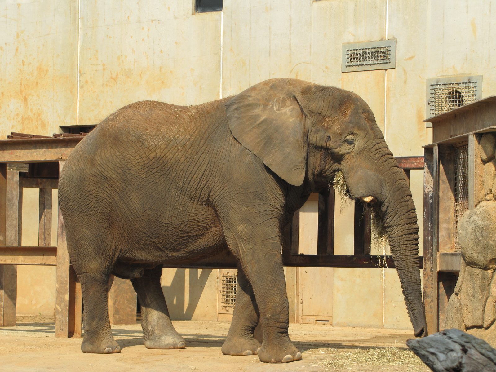 An elephant at the zoo