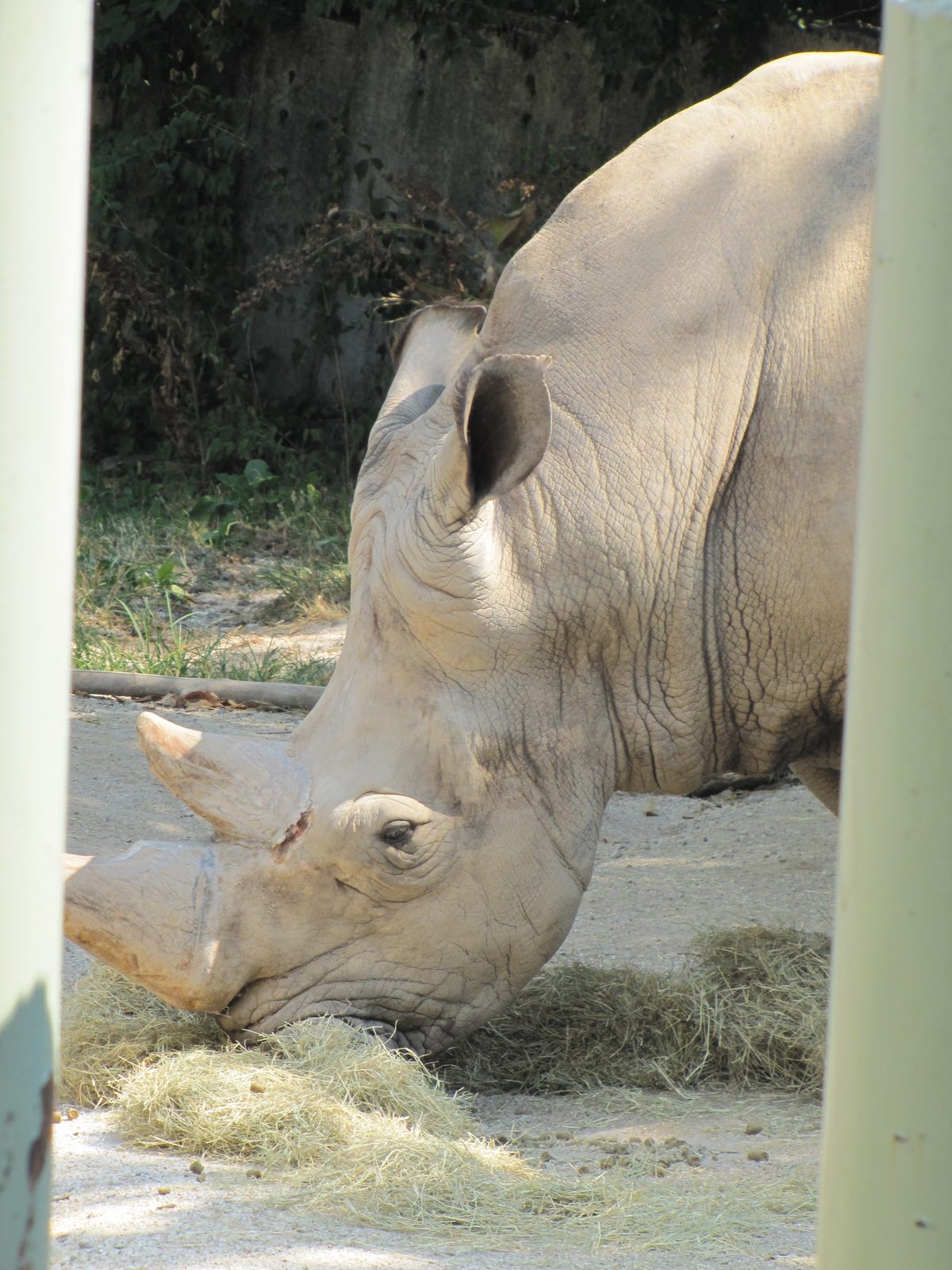 A rhino munching hay in the shade