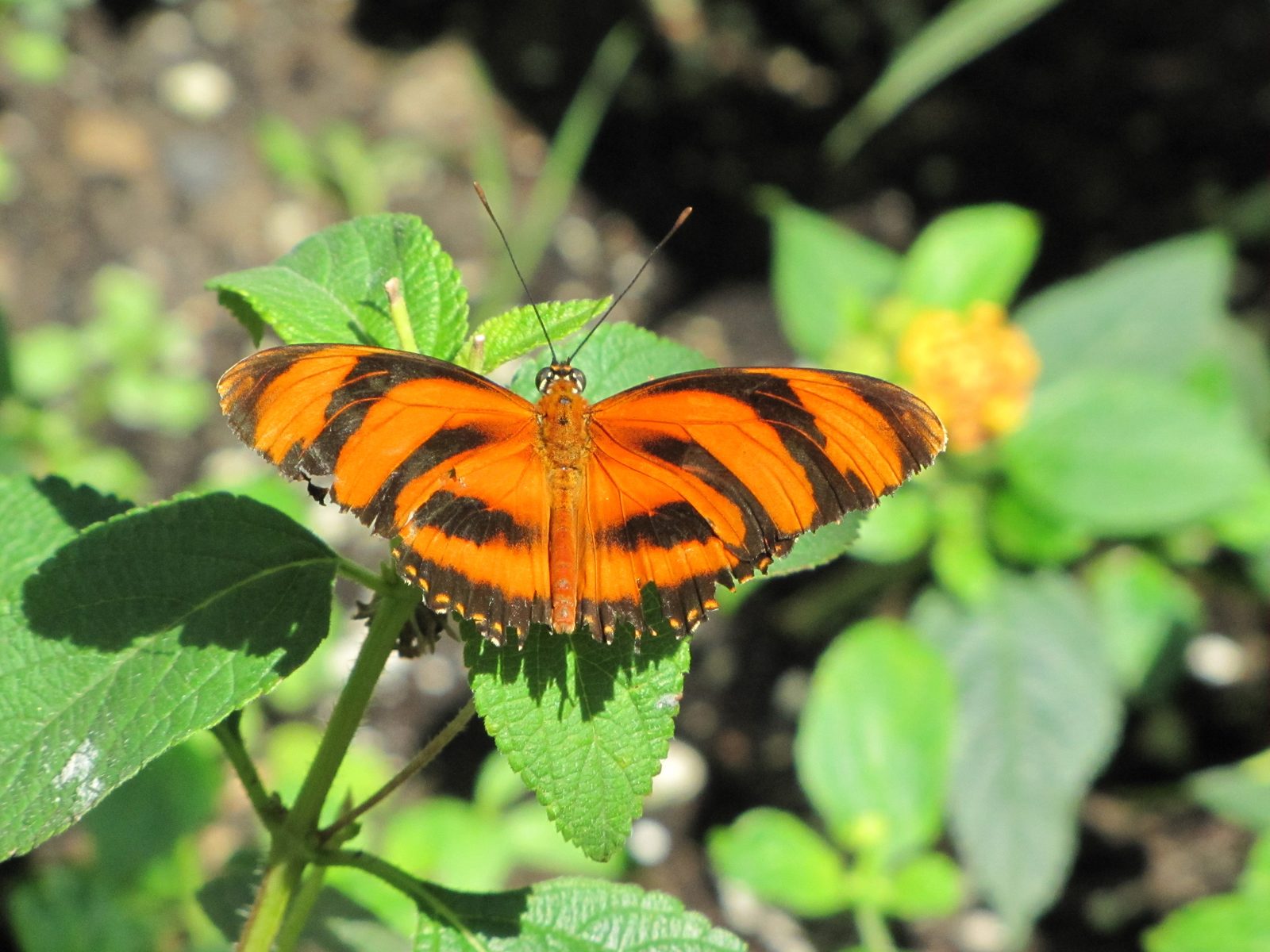 An orange butterfly at the butterfly house