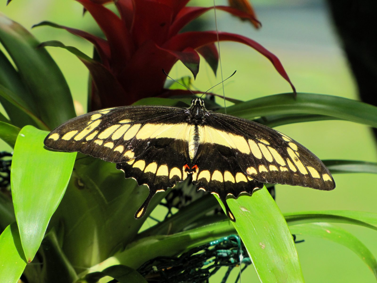 A swallowtail resting at the butterfly house