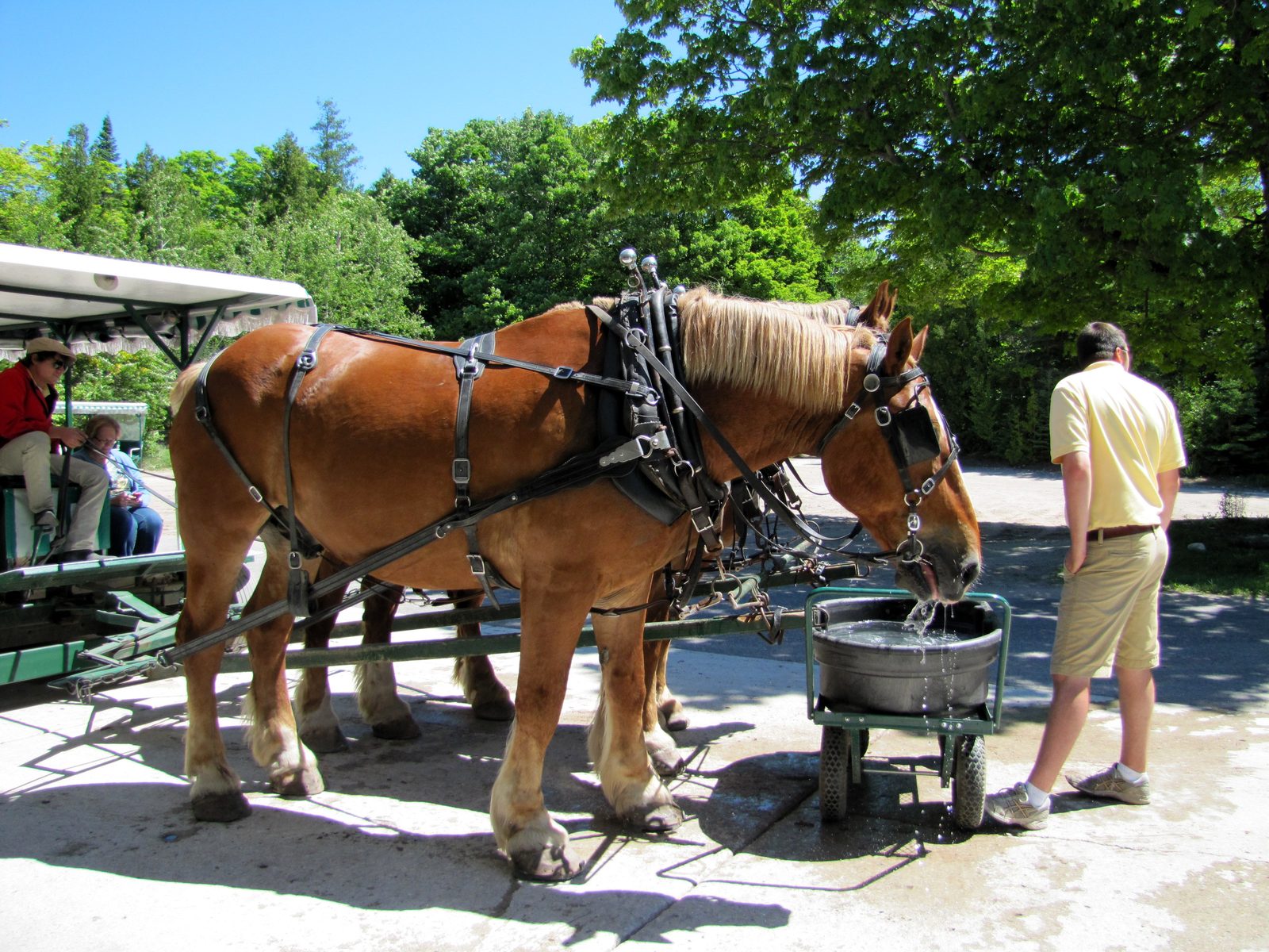 A horse team waits at the carriage stand
