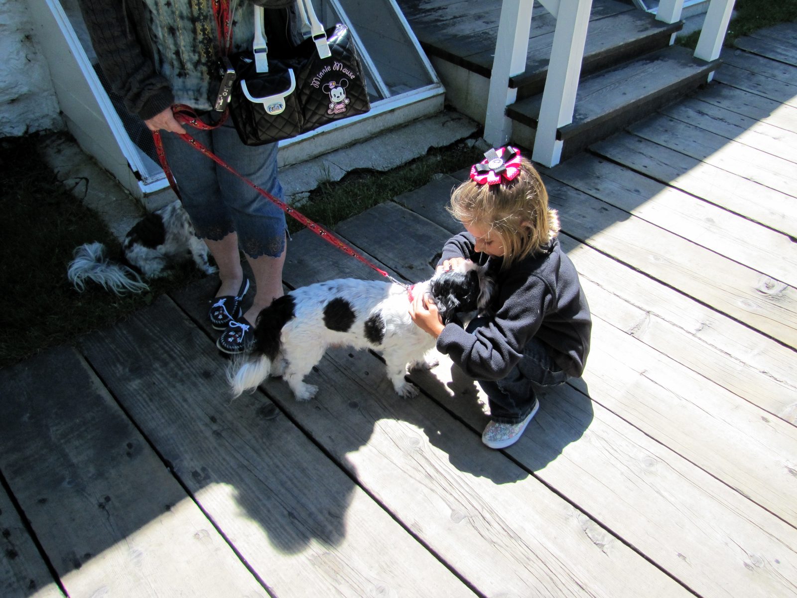 Lisa found a puppy on Mackinac Island