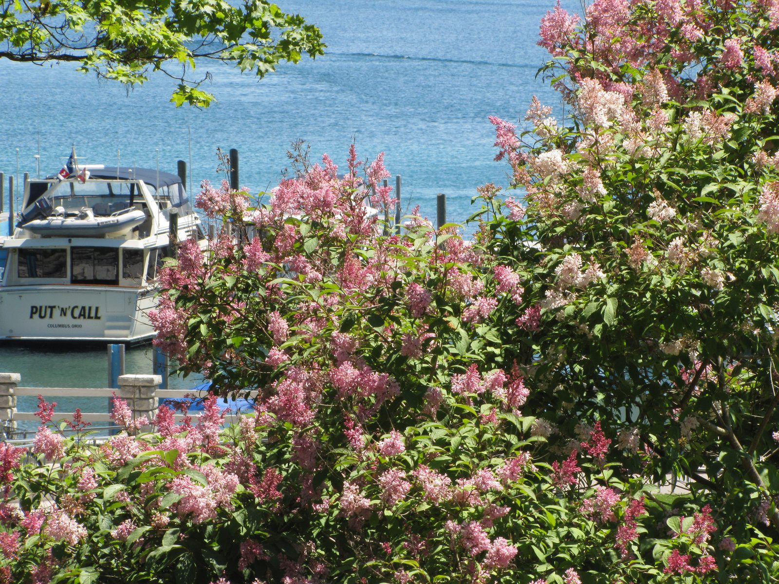Lilacs in bloom by the harbor, Lilac Festival week
