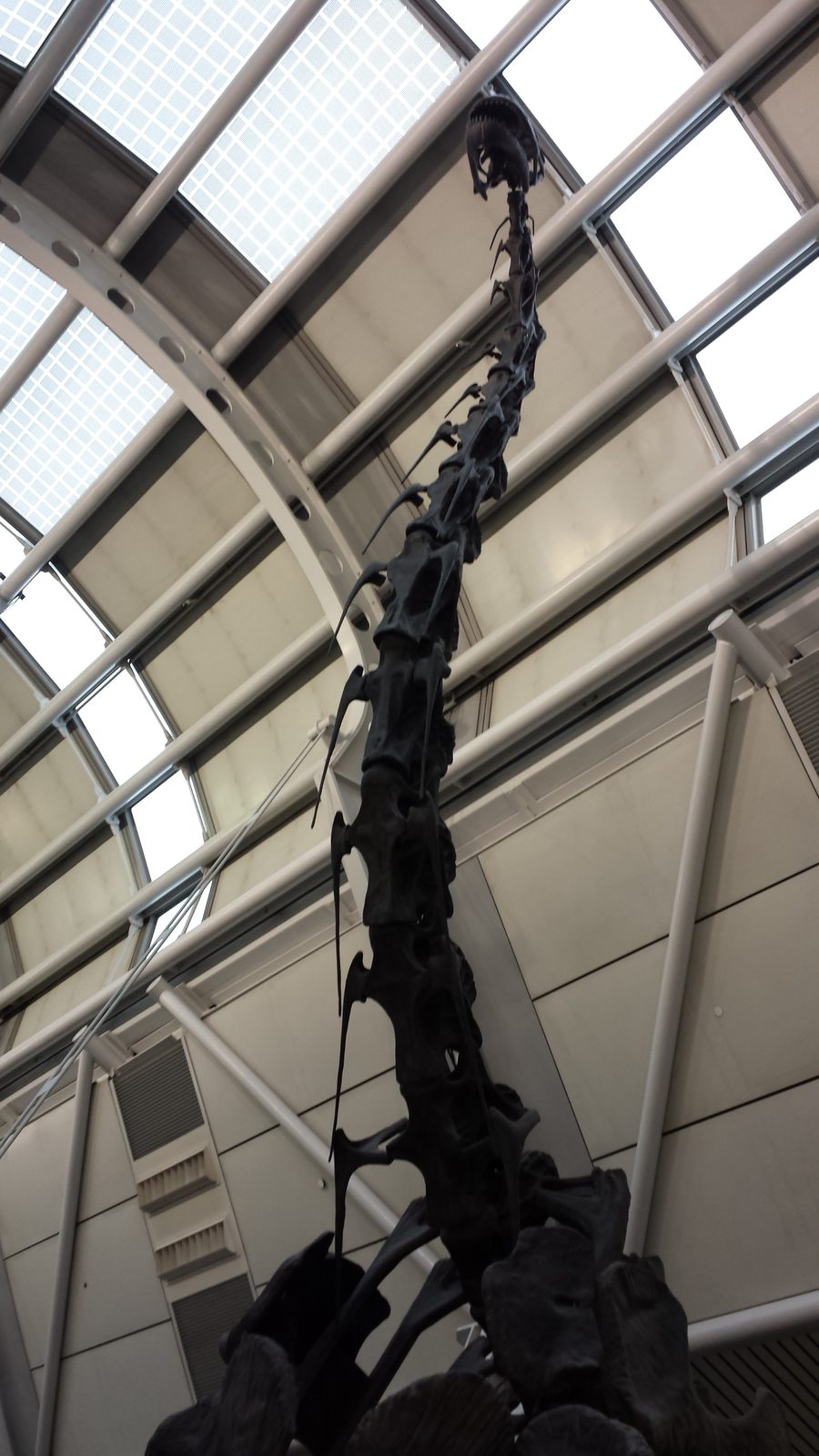 The dinosaur skeleton on display at O'Hare