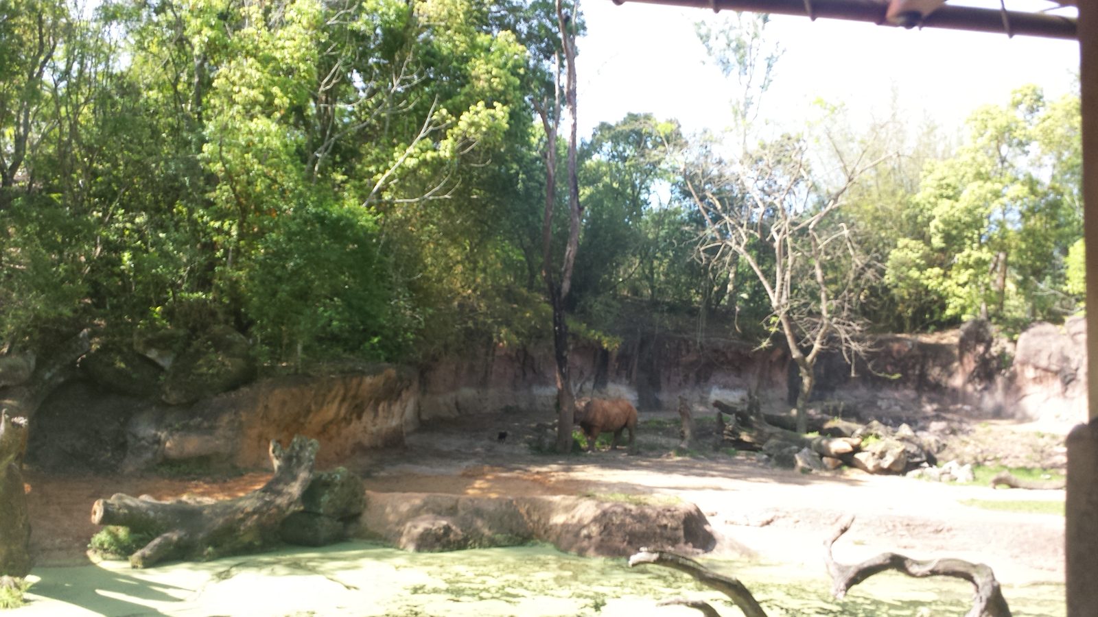 A rhino we spotted on the safari