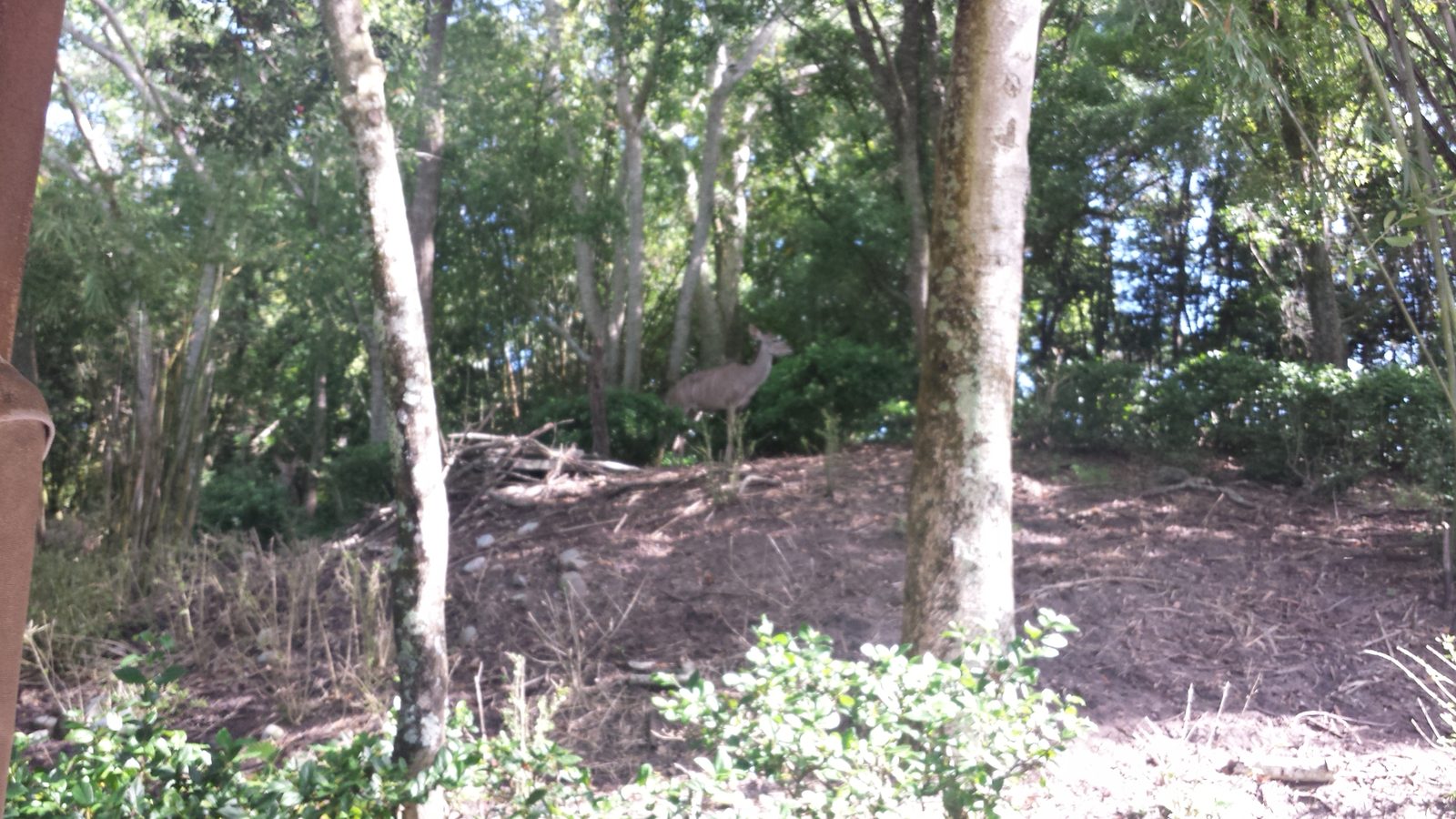 An antelope we spotted along the trail