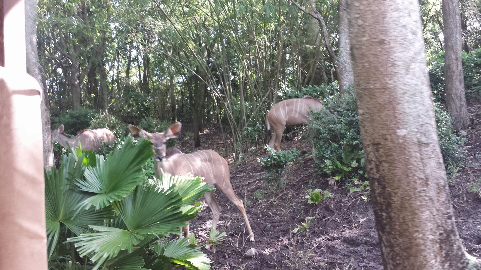 More antelope grazing by the safari truck