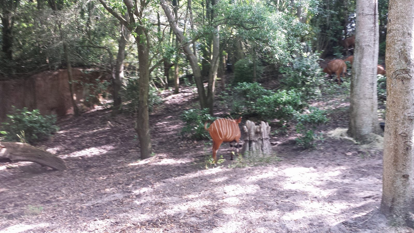 An antelope in the shade along the safari trail