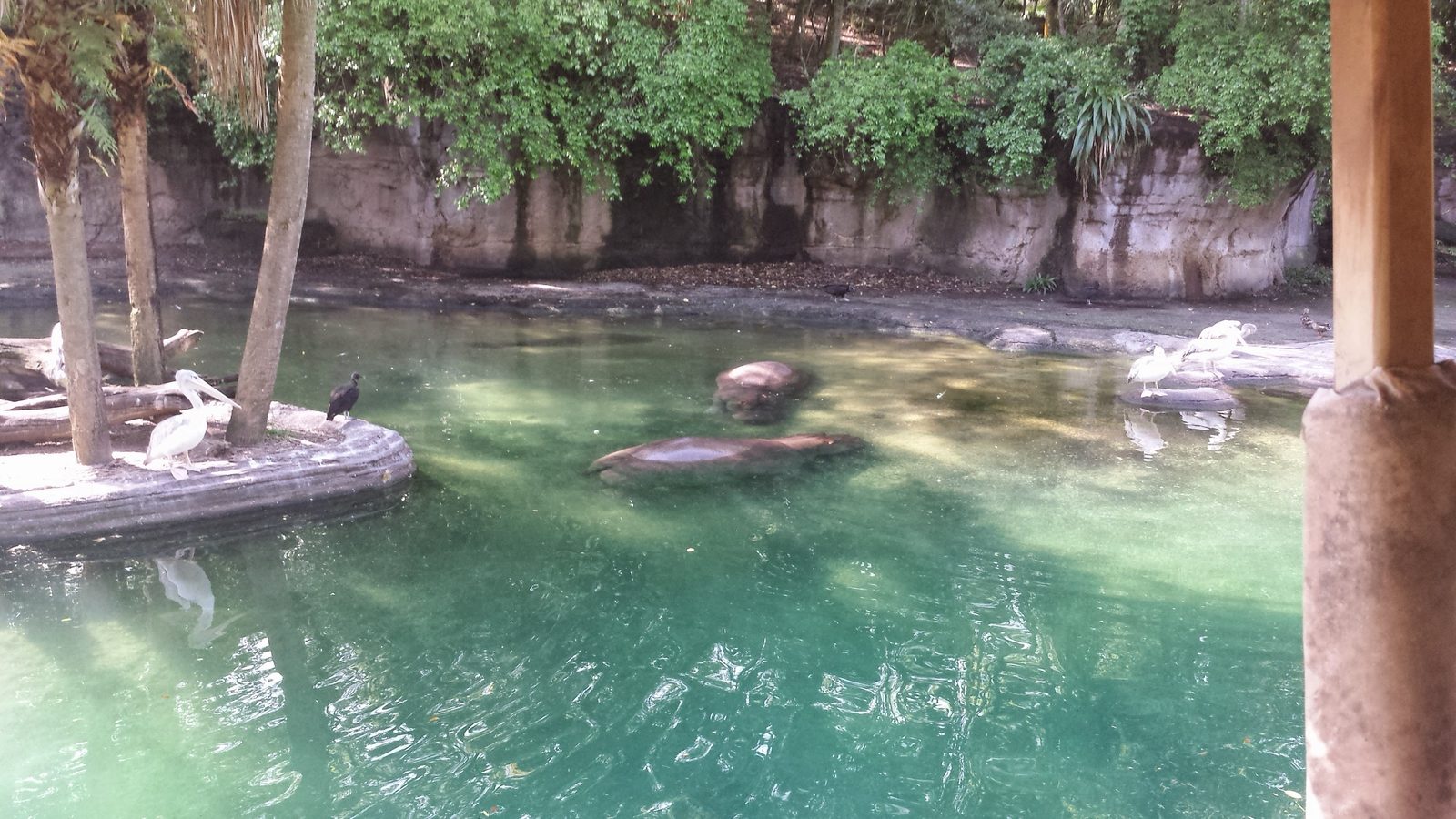 Hippos in the water on Kilimanjaro Safaris