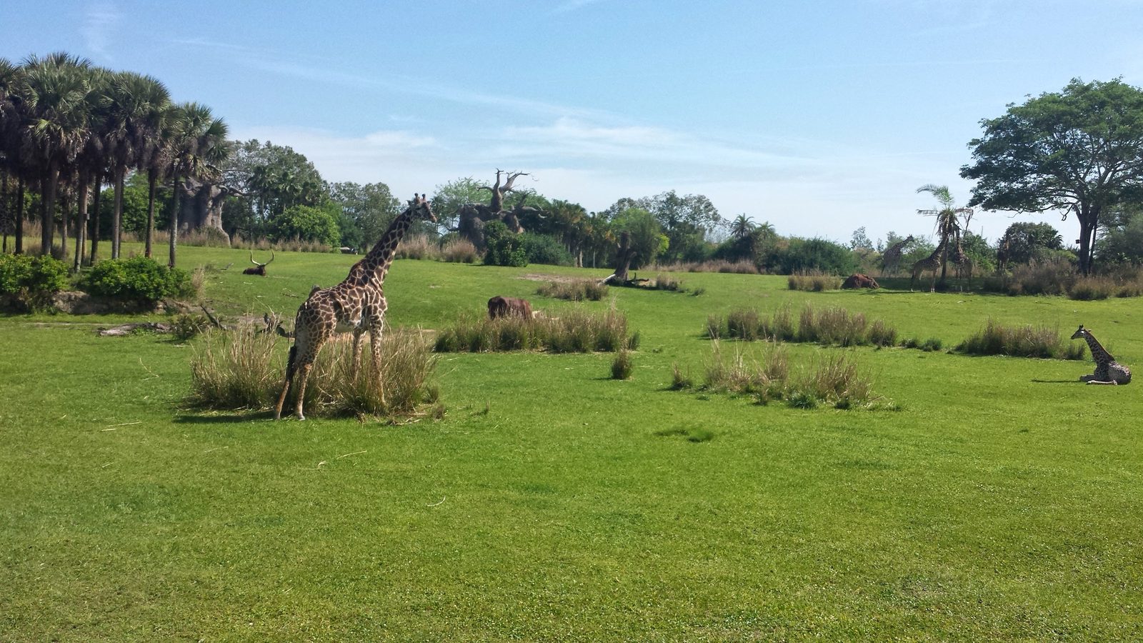 Giraffes out on the savanna at Animal Kingdom