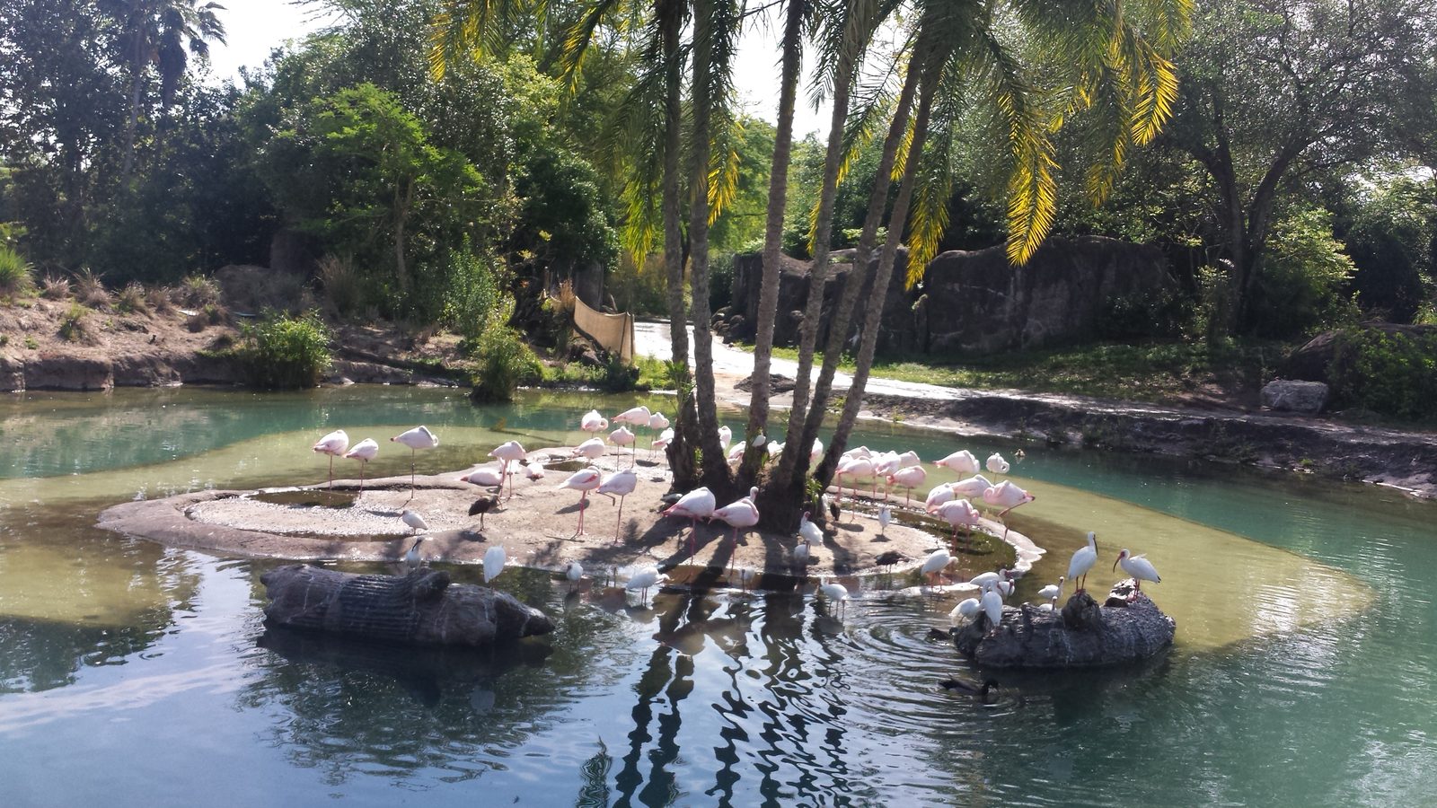 Flamingos on a pond during Kilimanjaro Safaris