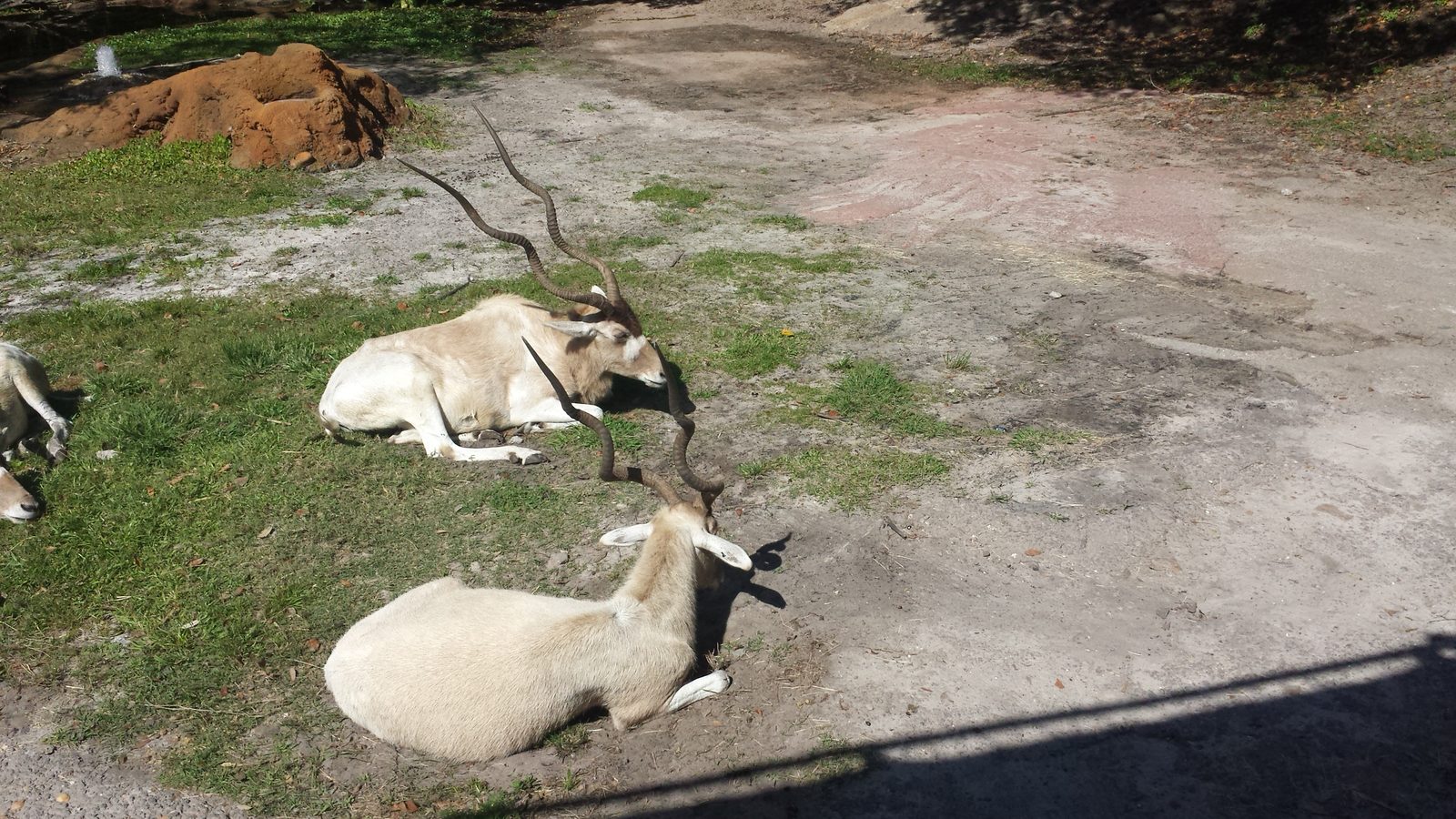 White oryx resting along the Kilimanjaro Safaris trail