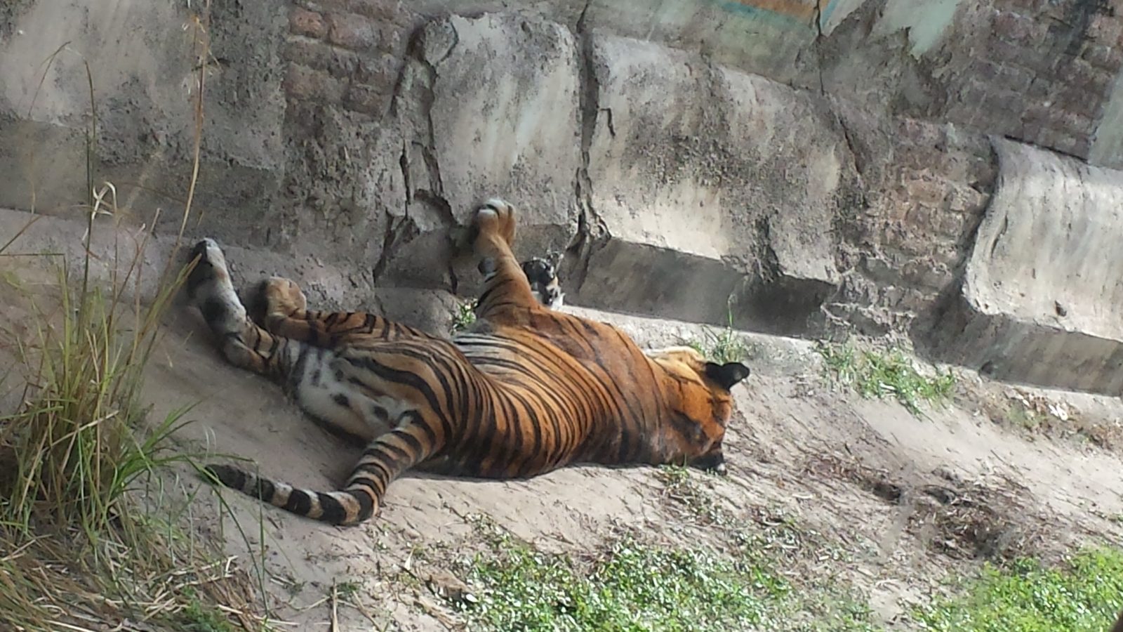 A tiger asleep on the Maharajah Jungle Trek