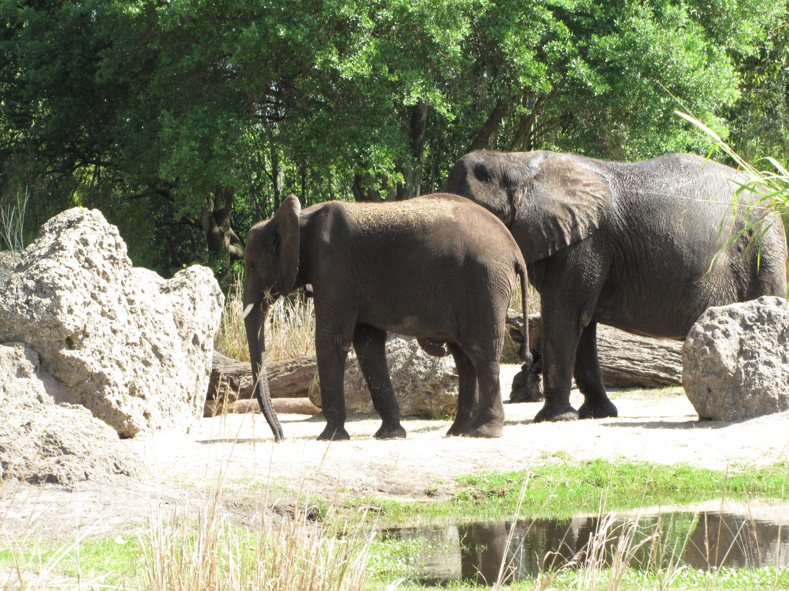 Elephants we passed on the Kilimanjaro Safaris