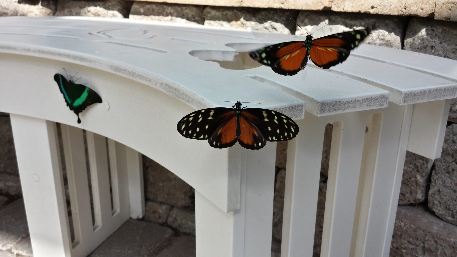Butterflies resting on the fort's railing