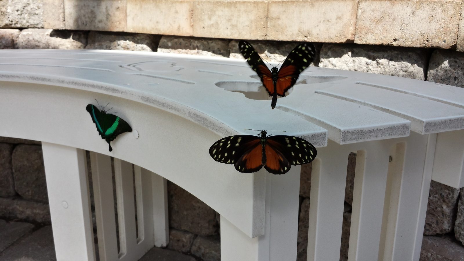 More butterflies along Fort Mackinac's wall