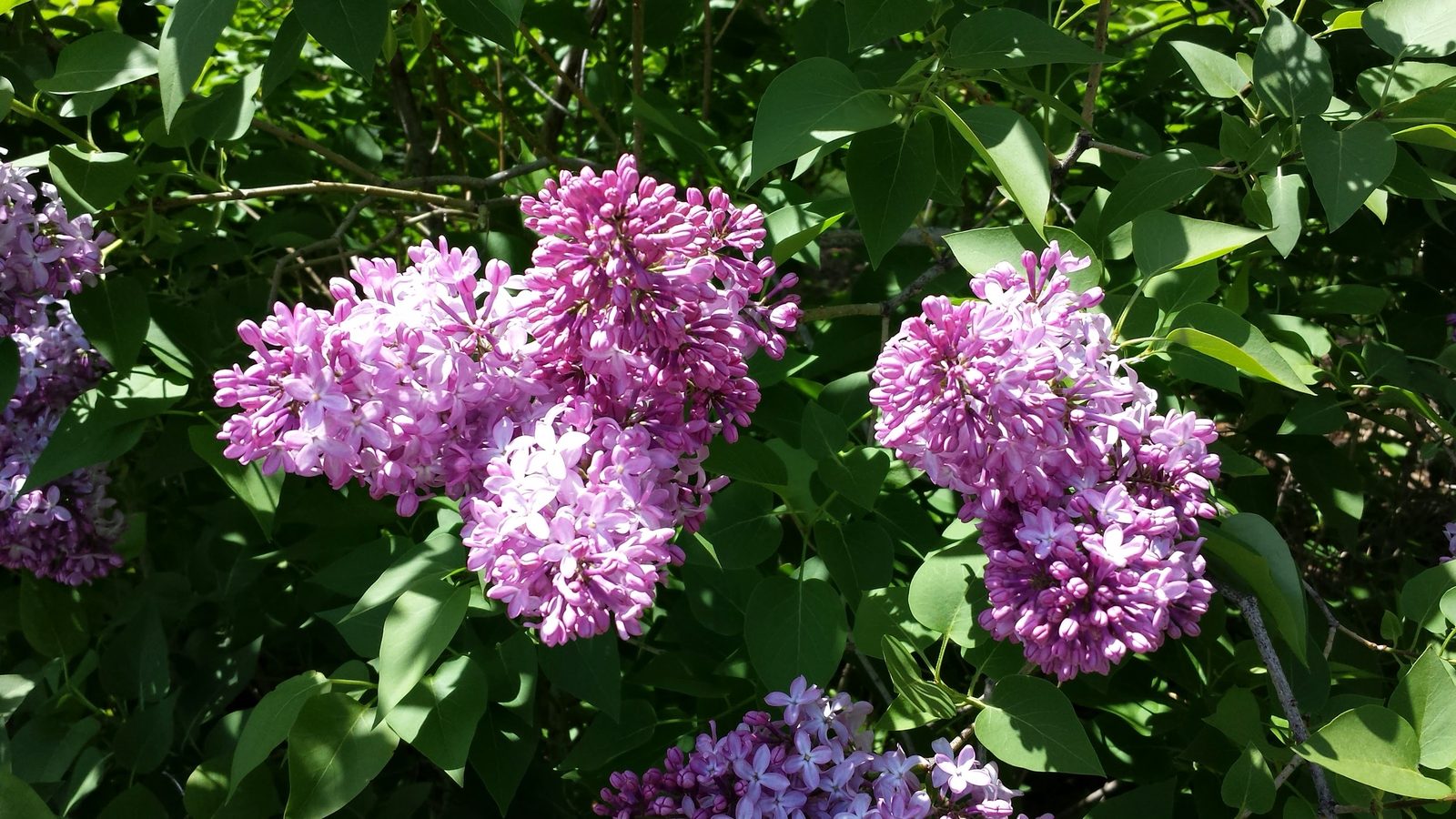 Lilacs blooming all over the island