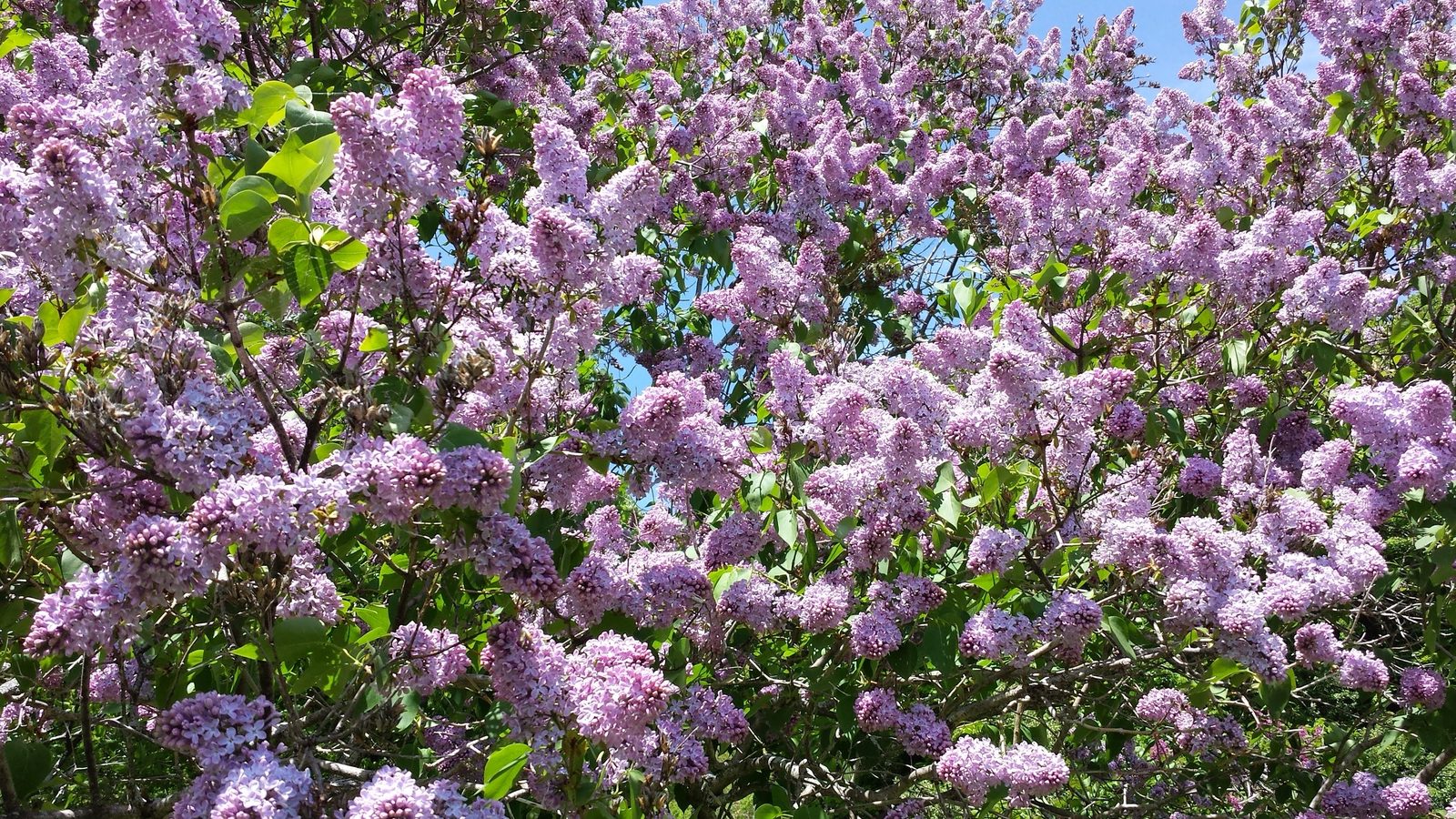 Lilac Sunday, the last day of the lilac festival