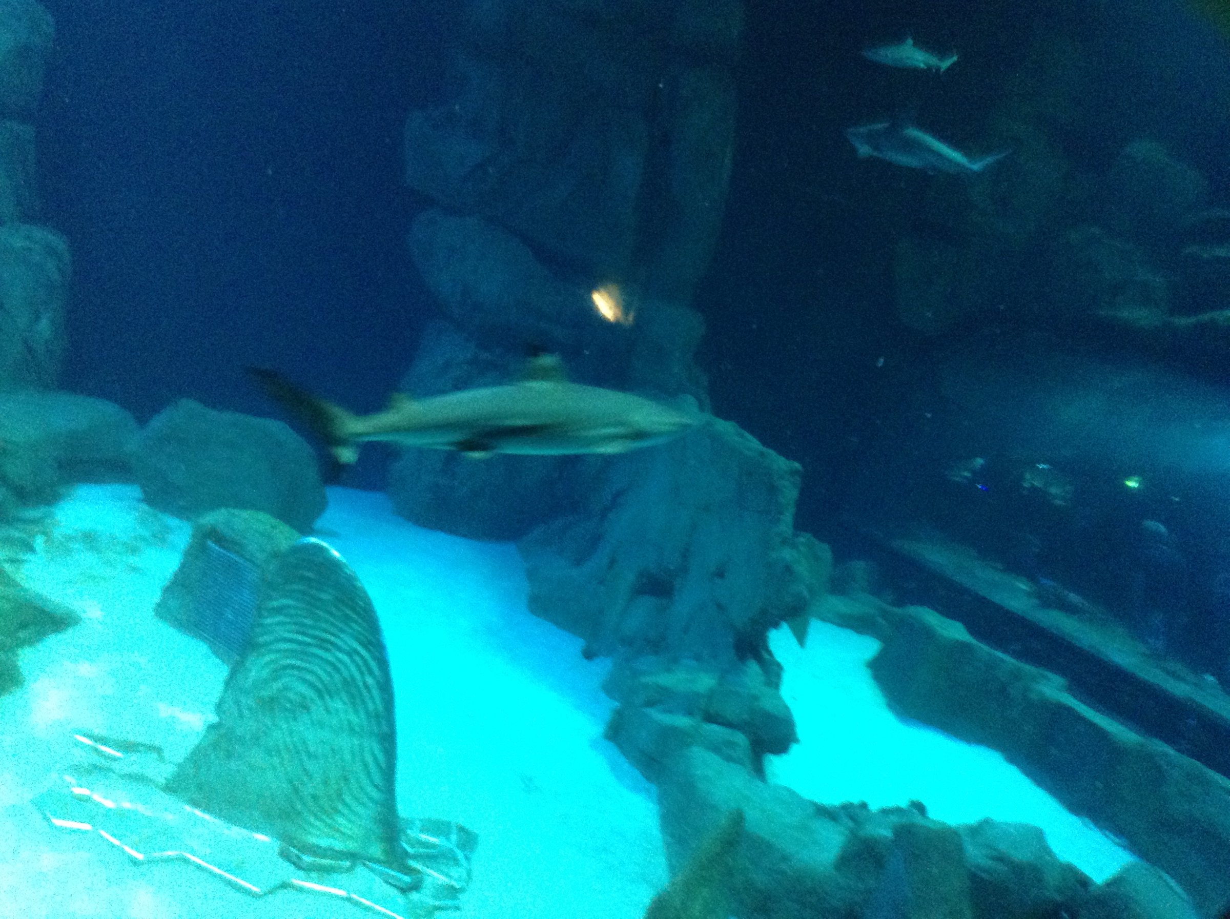 Lisa's shot of a shark in the big tank