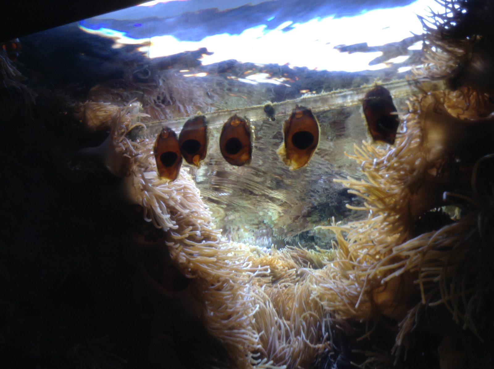 A clownfish among the anemones
