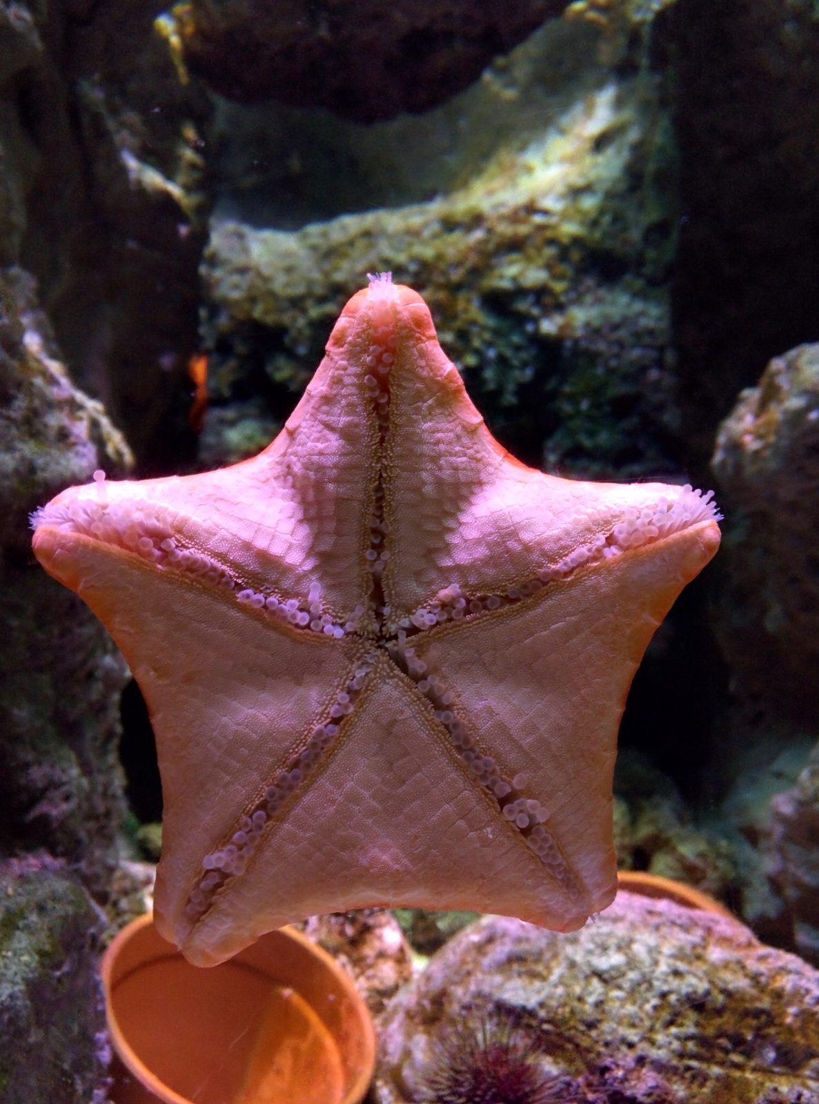 A starfish in the touch pool