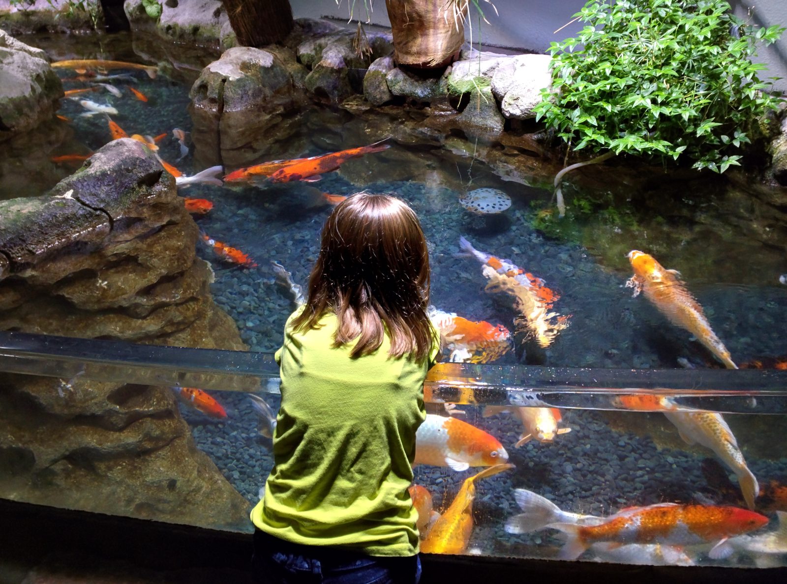 Lisa reaching for the koi